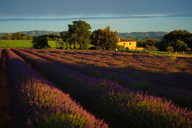 Lavender sunset_pixabay